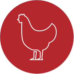 chicken icon